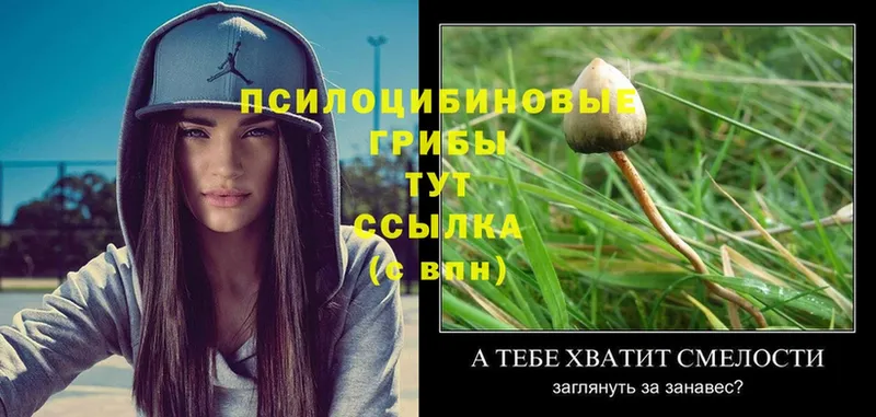 нарко площадка формула  Суоярви  Псилоцибиновые грибы MAGIC MUSHROOMS 